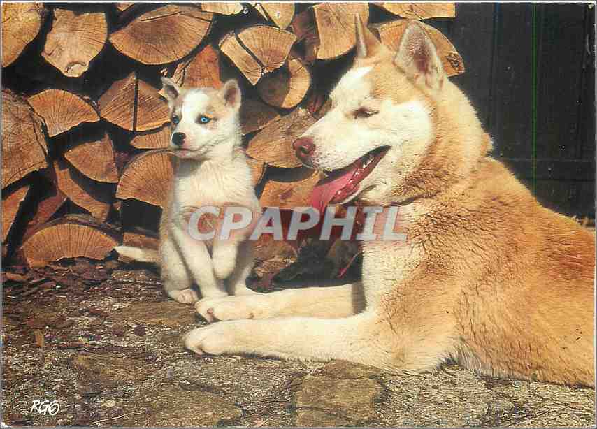 CPM Images de chez nous Chine et Chiot huskys
