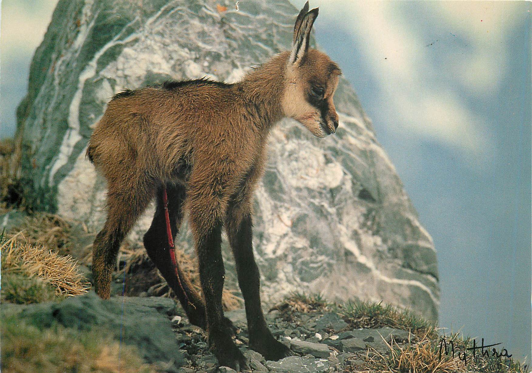 CPM Chamois (nouveau ne) Rupicapa rupicapa