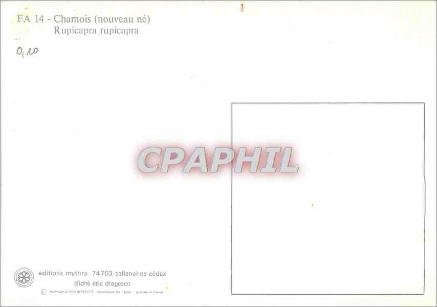 CPM Chamois (nouveau ne) Rupicapa rupicapa — Back