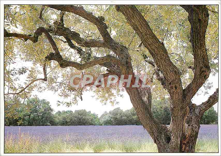 CPM Images de Provence