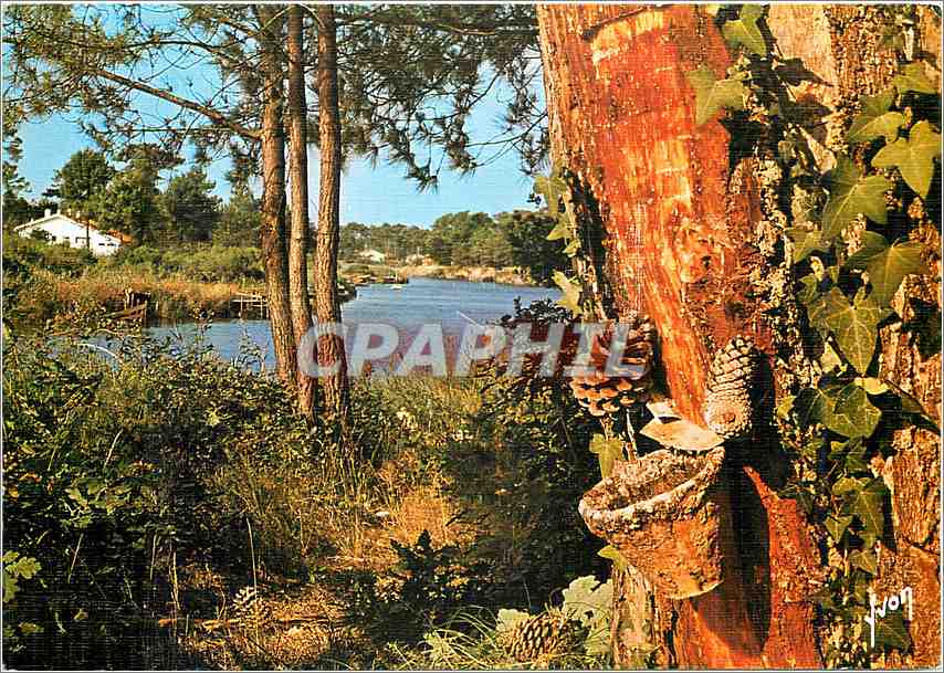 CPM Couleurs et Lumiere de France dans les Landes Au bord d'un courant