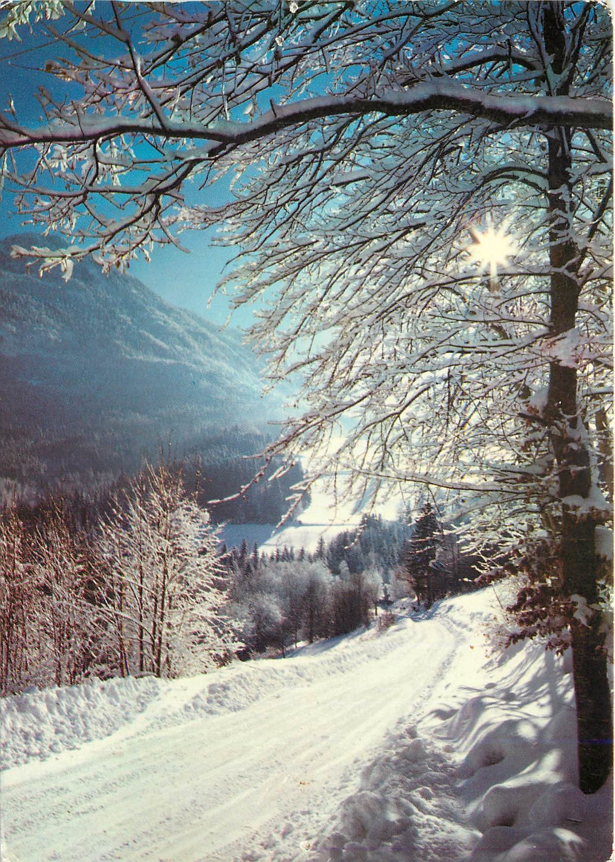 CPM Beaute de l'Hiver en Auvergne Effets de givre