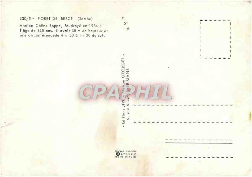 CPM Foret de Berce (Sarthe) Ancien chene Bappe — Rückseite