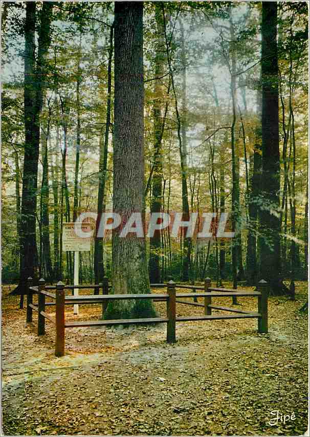 CPM Foret de Berce (Sarthe) Le Nouveau chene Boppe