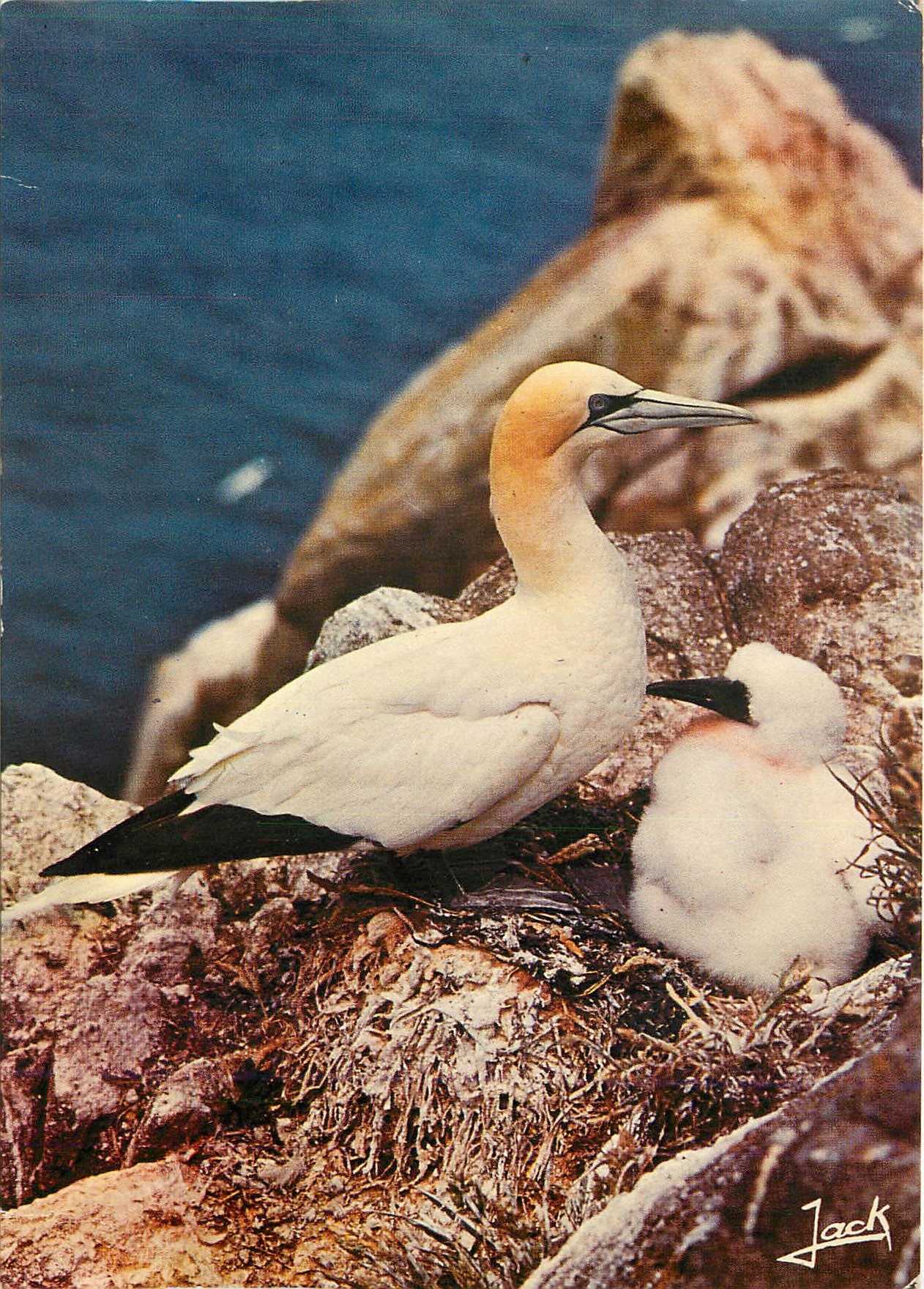 CPM Les Oiseaux de Mer Reserve Ornithilogique des Sept Iles Ligue Francaise pour la Protection des O
