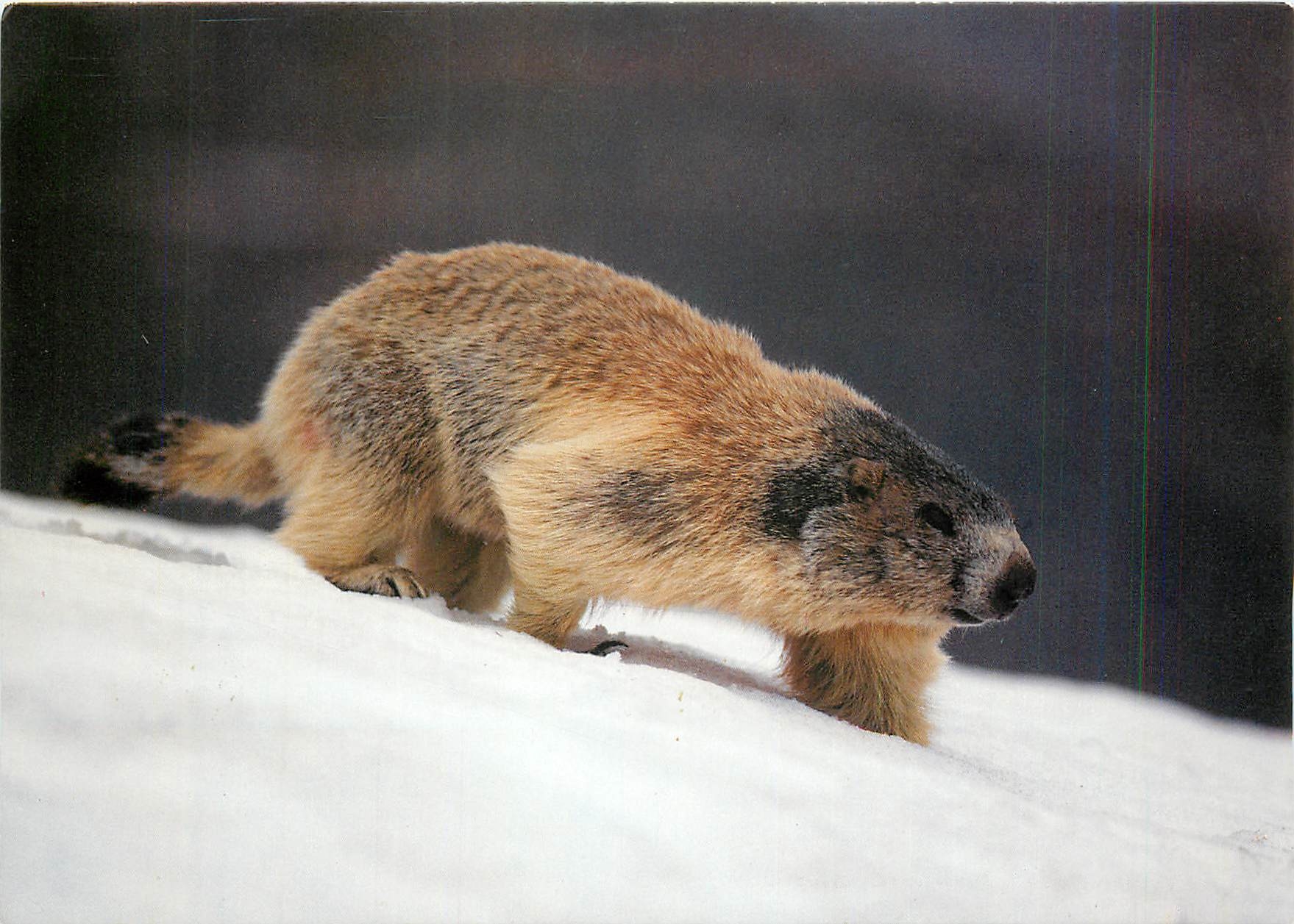CPM Marmota Marmota