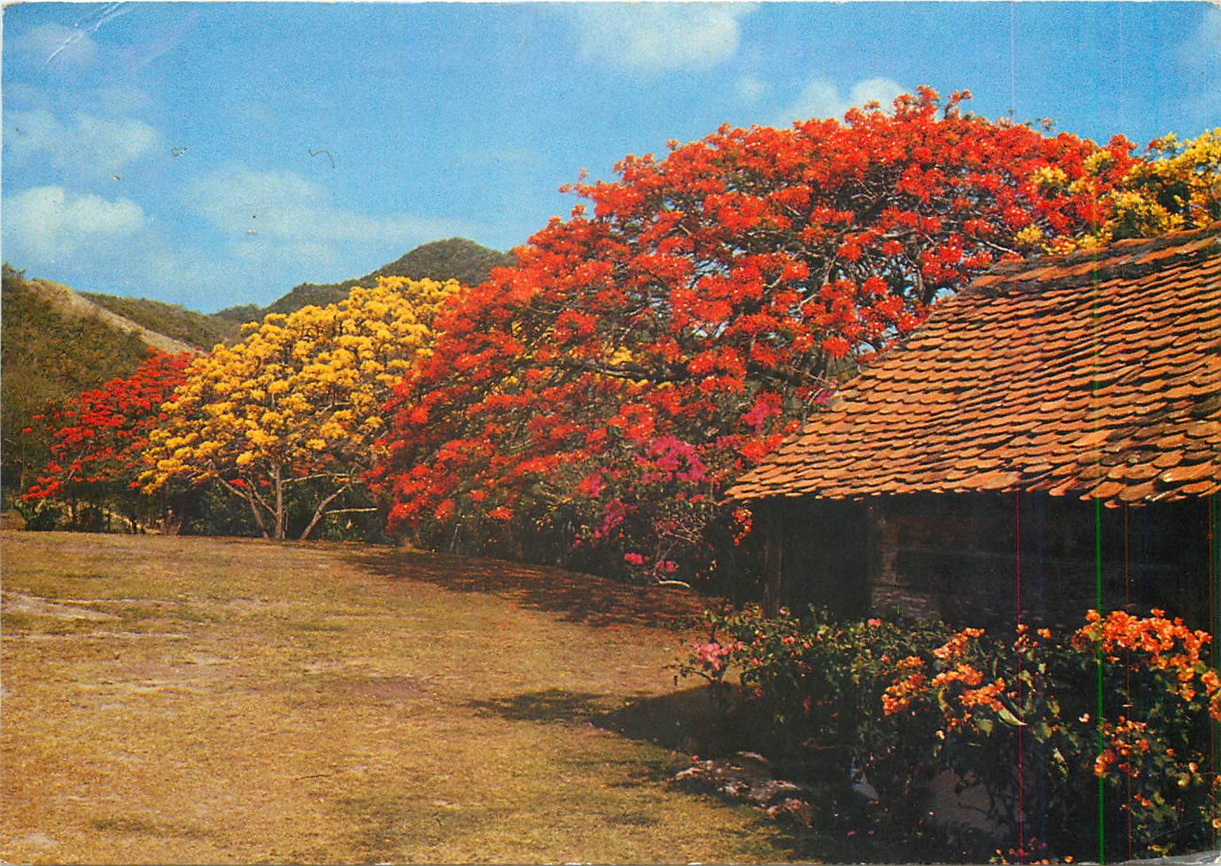 CPM Martinique Flamboyant jaunes et rouges
