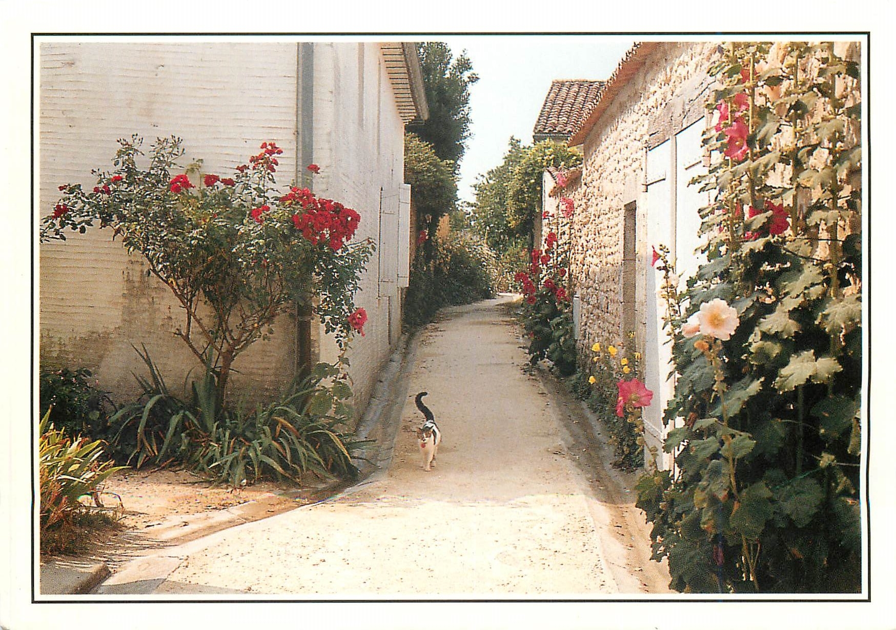 CPM Talmont Ruelle fleurie de roses tremoeres