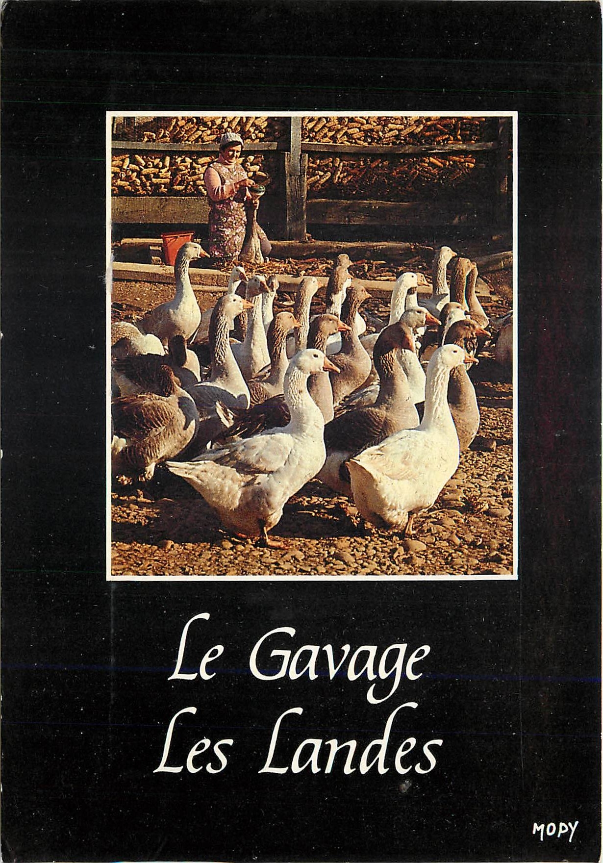CPM La France Les Landes Touristiques La Gaveuse d'Oie 