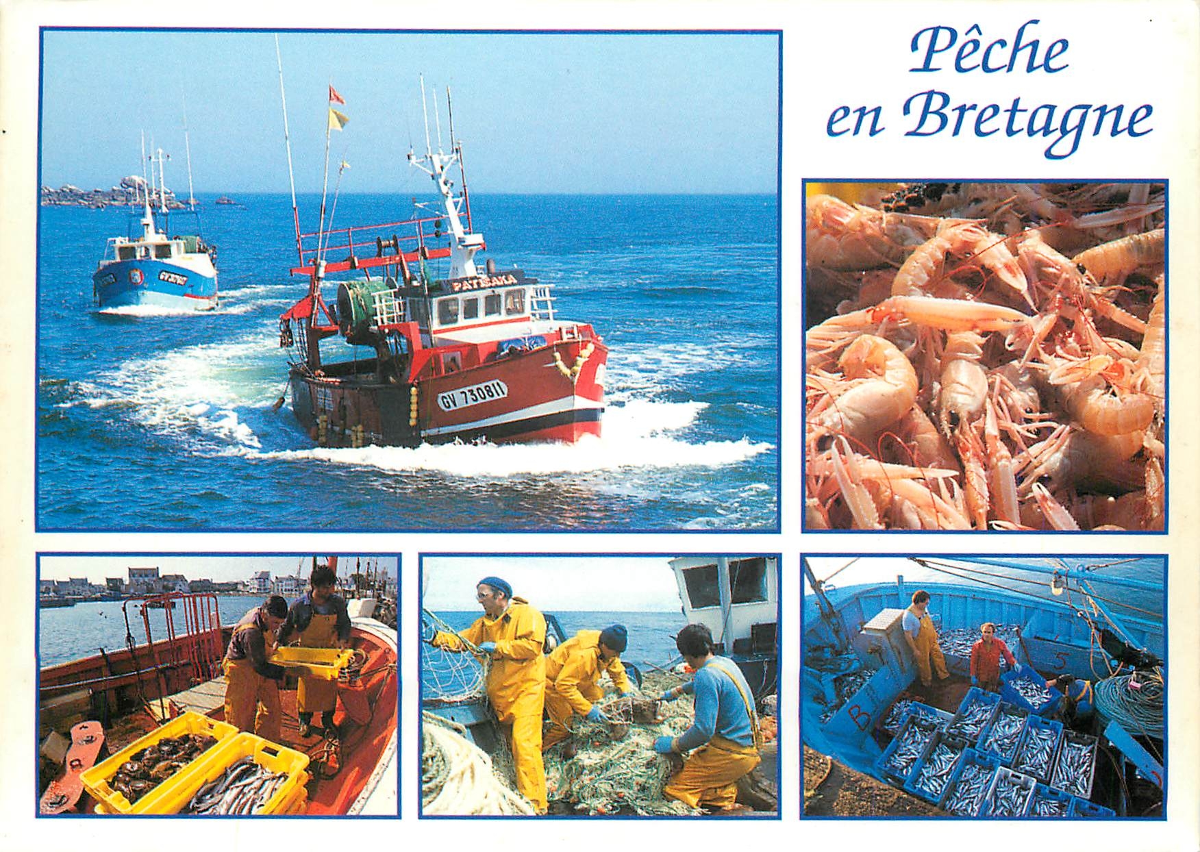 CPM Peche en Bretagne Langoustines poissons de chalut araignees sardines 