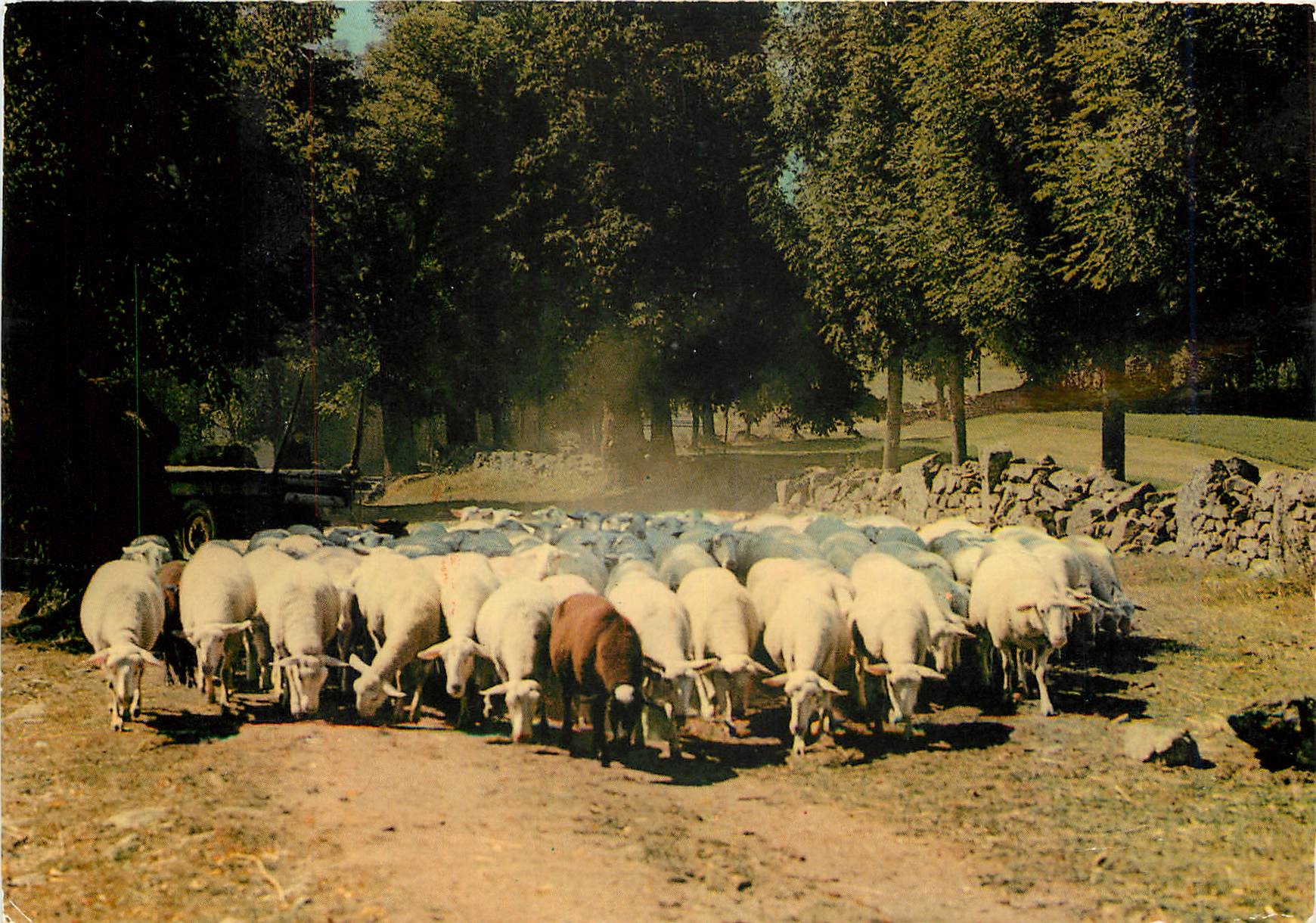 CPM En parcourant l'Auvergne Moutons