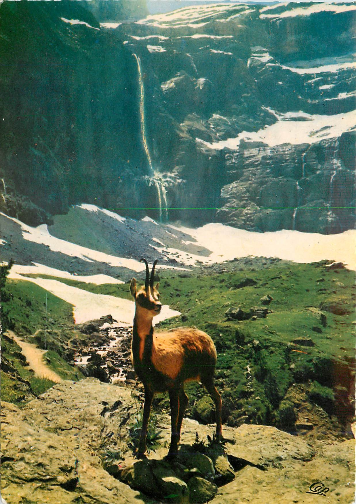 CPM Gavarnie Isard des Pyrenees tire par M Pierre Vergez Lacoste a Gavarnie HP 