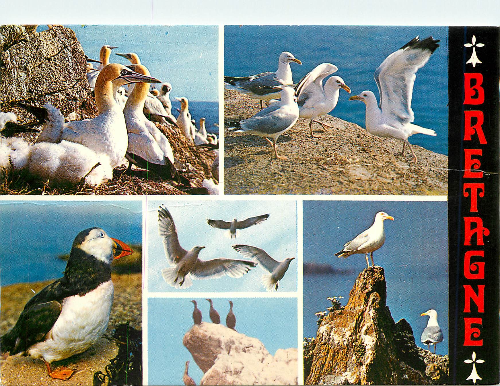 CPM Les Oiseaux de Mer de nos cotes fou de Bassan goelands argentes 