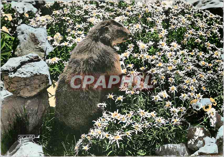 CPM Animaux des Alpes La petite Marmotte et les Edelweiss 