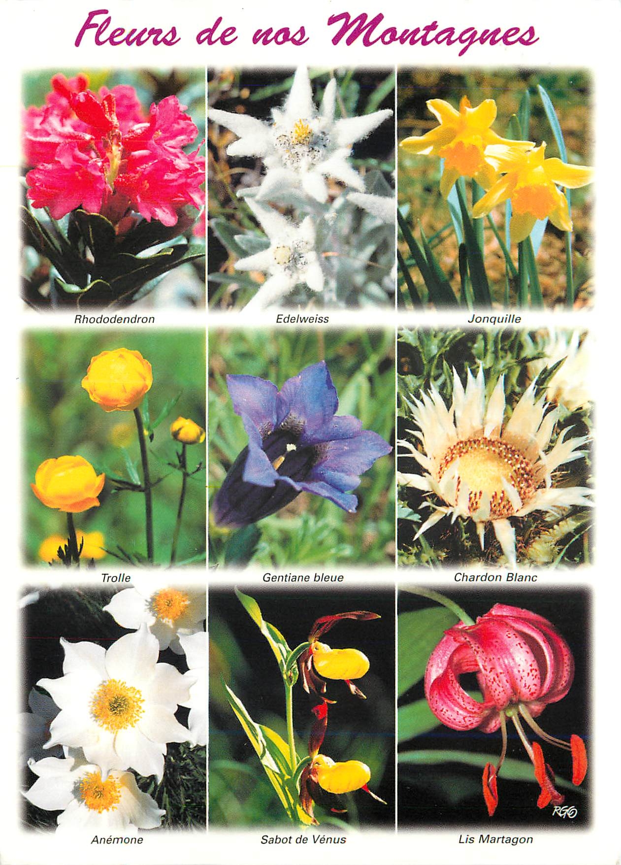 CPM Fleurs de nos Montagnes Rhododendron Edelweiss Jonquille Trolle Gentiane Chardon blanc Anemone S