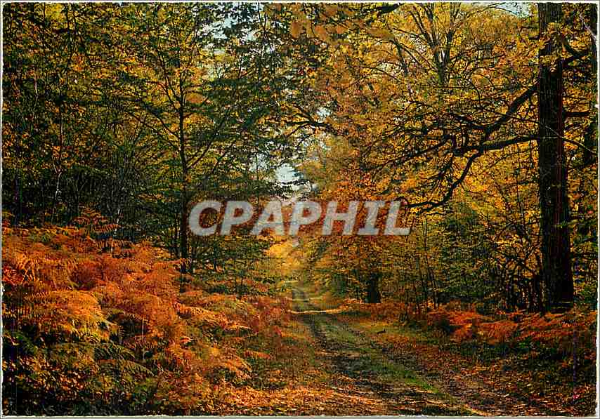 CPM Paysage de France J'ai besoin de silence et de l'ombre des bois 