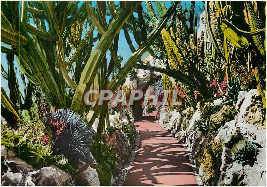 CPM Principaute de Monaco Le Jardin Exotique Vision hallucinante voute de candelabres geants 