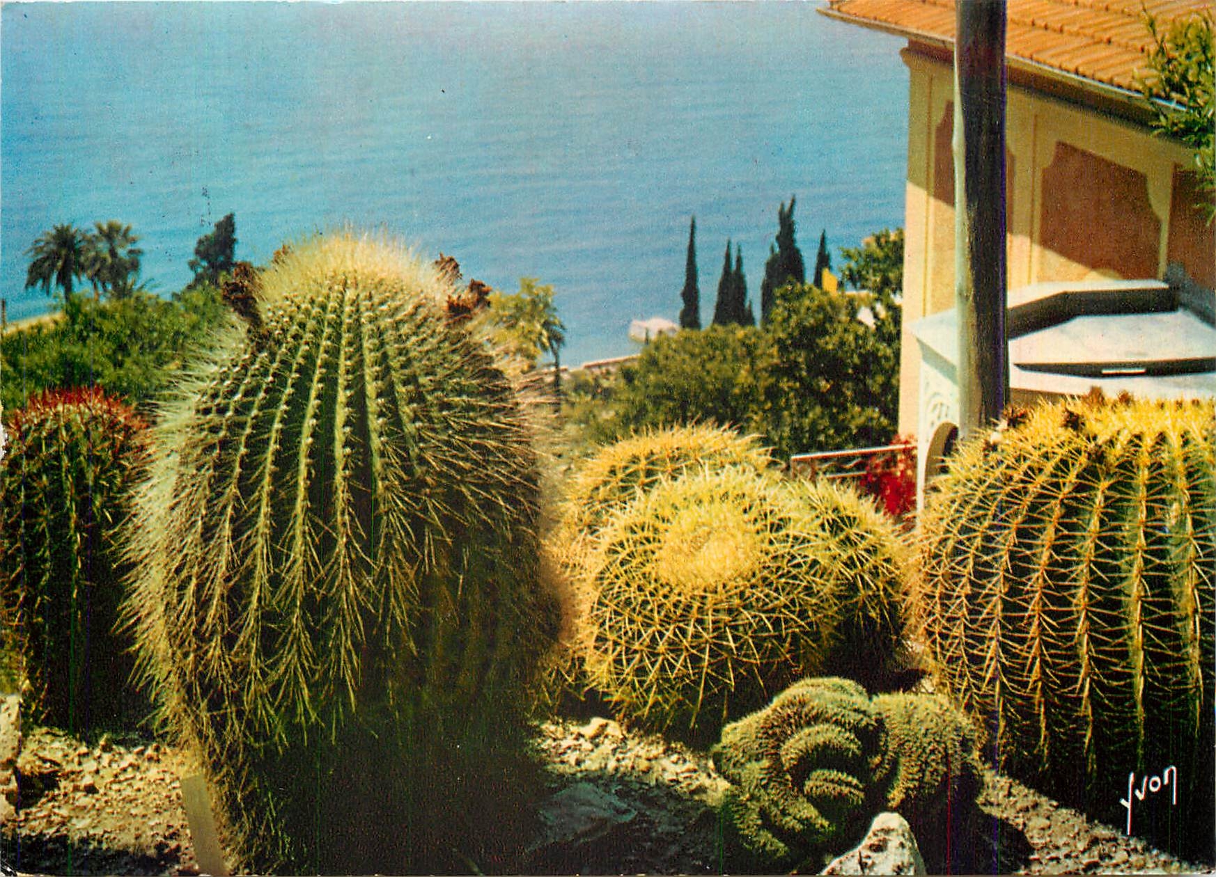 CPM La Cote d'Azur miracle de la nature Jardin Exotique 