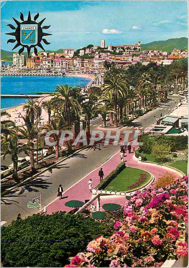 CPM Cannes Cote d'Azur French Riviera La Croisette au fond le Suquet 