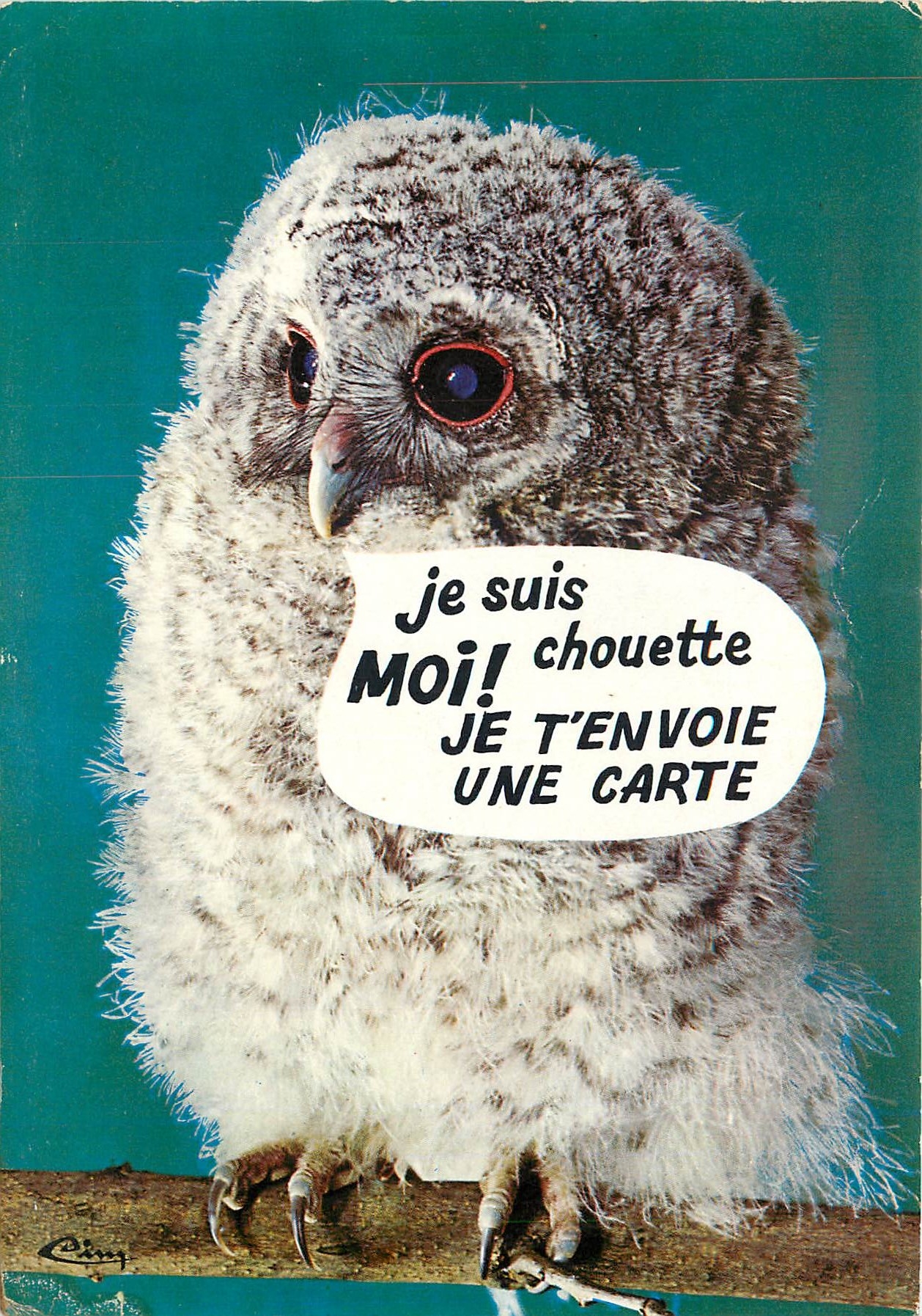 CPM Animaux Humoristiques La Chouette 