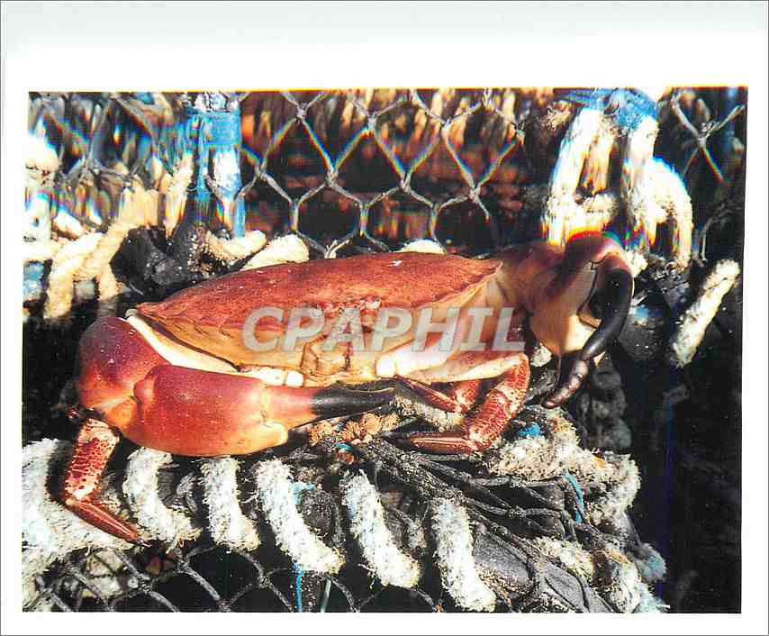 CPA Les Homardiers de la cote la Signature de Specialistes Criee de Loquivy de la Mer  Homard