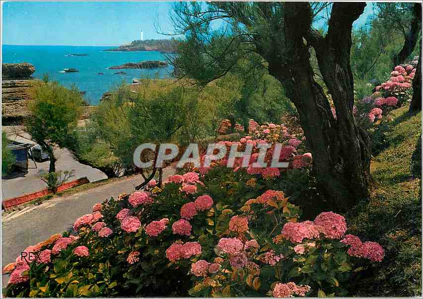 CPM Biarritz Les Hortensias Au fond le phare 