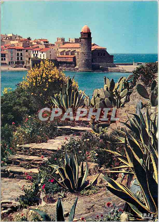 CPM Collioure Pyrenees Orientales joyau de la cote catalane Echappee sur l'eglise Saint Vincent et l