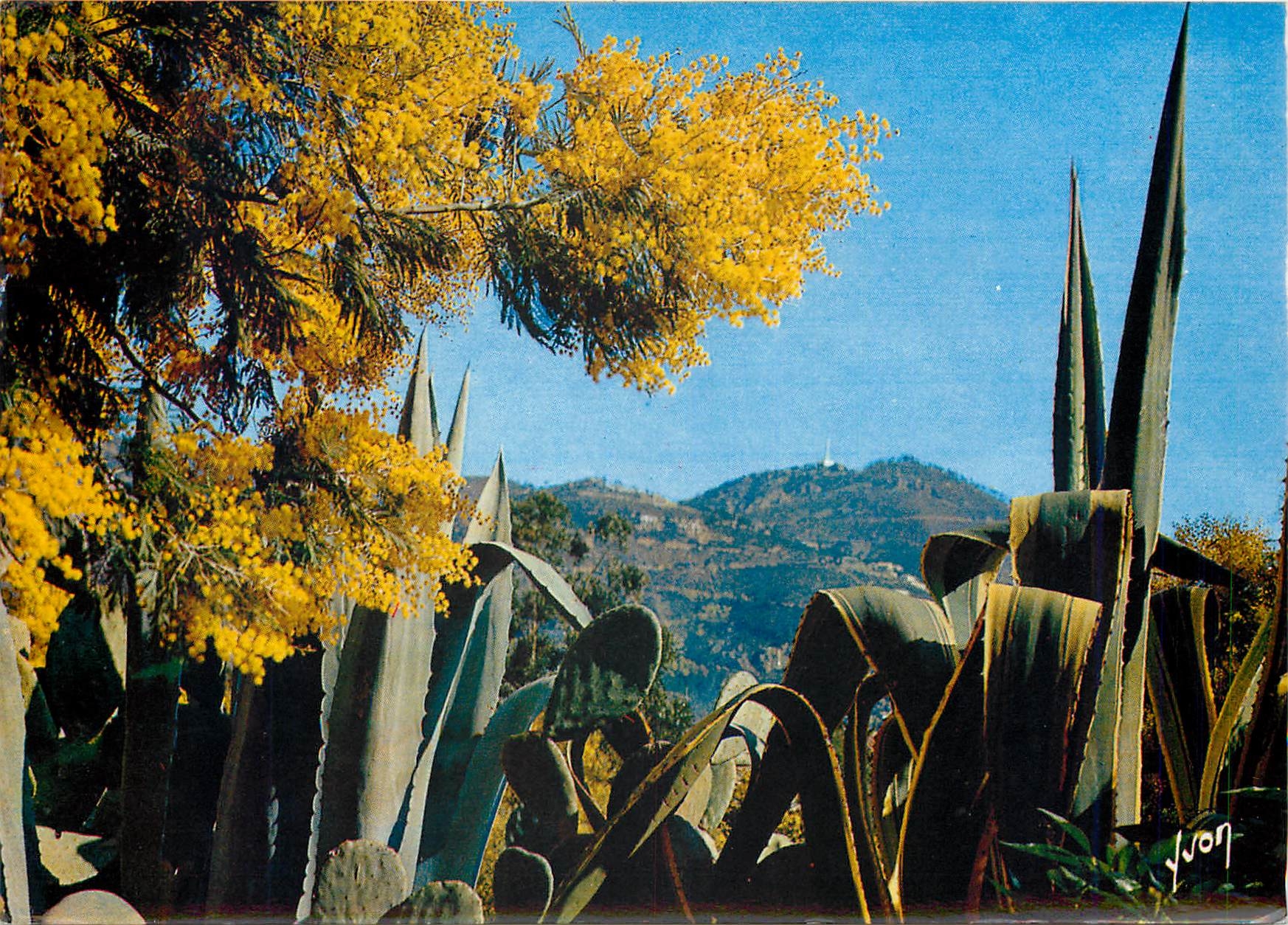 CPM La Cote d'Azur miracle de la nature Vegetation mediterraneenne dans les Jardins 