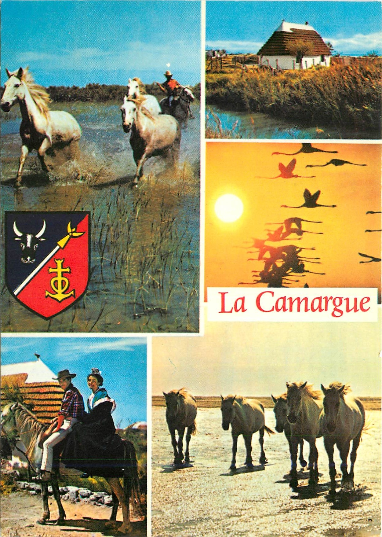 CPM La Camargue terre d'Eau de Soleil et de legende 