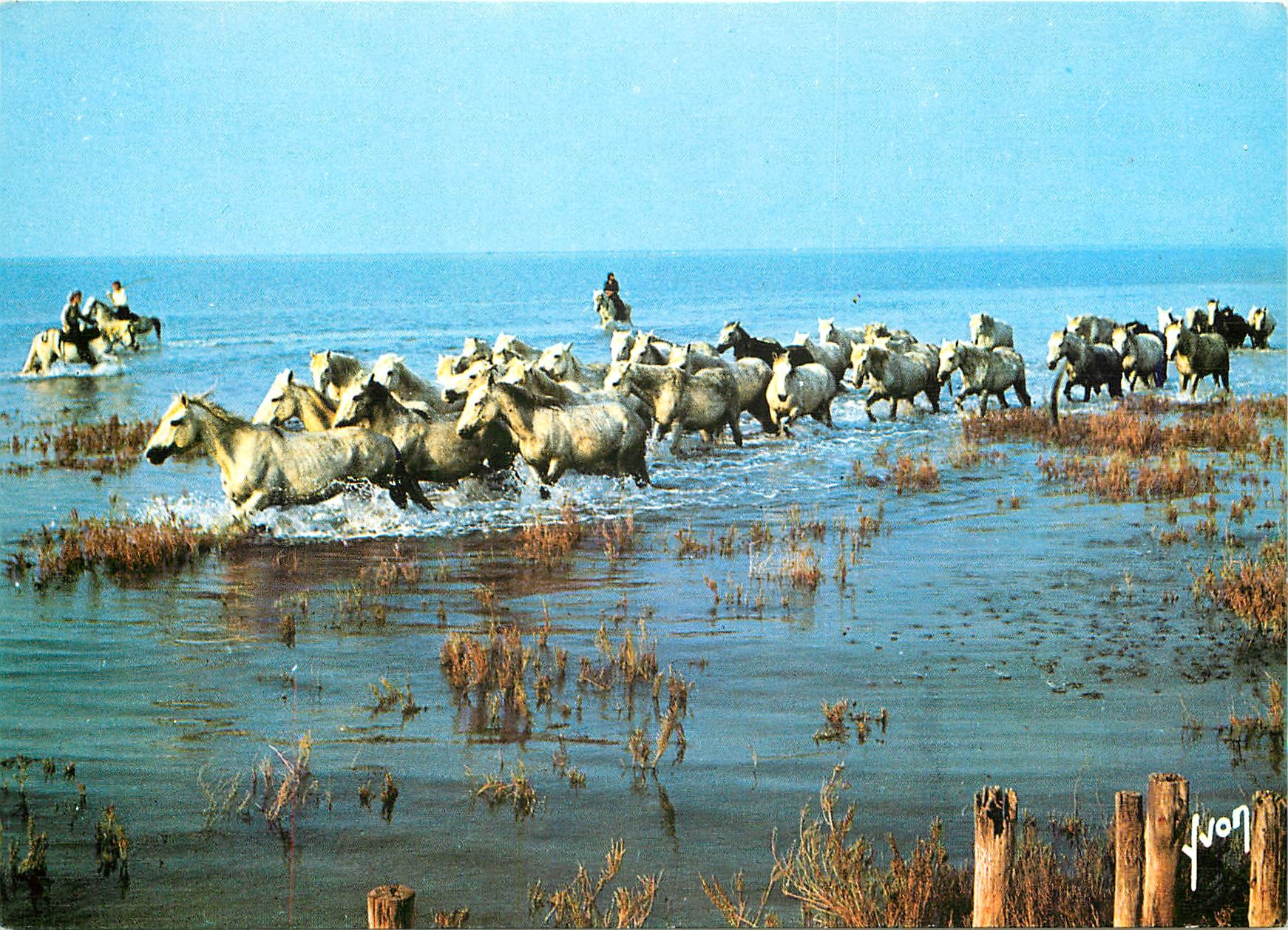 CPM En Camarque Chevaux Sauvages et Gardians 