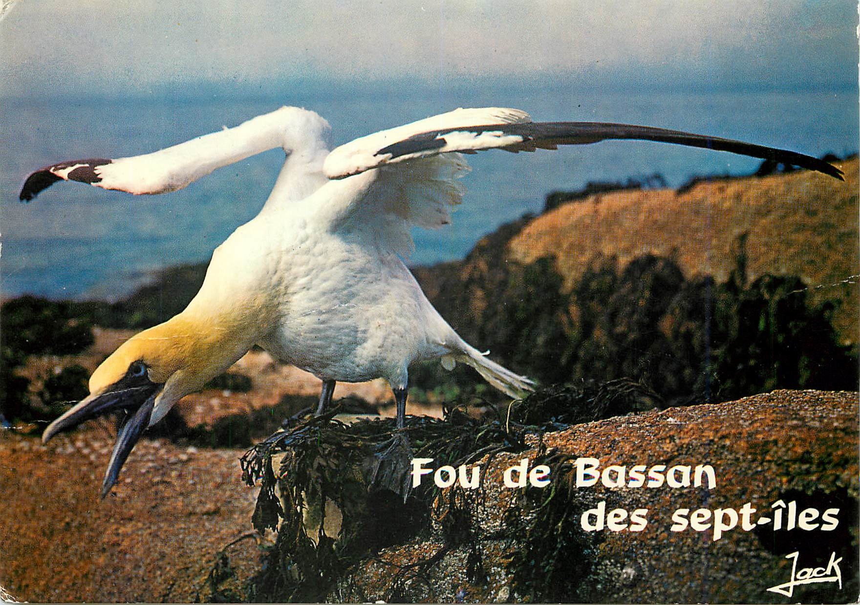 CPM Les Oiseaux de Mer Roserve Ornithologique des Sept Les Ligue 