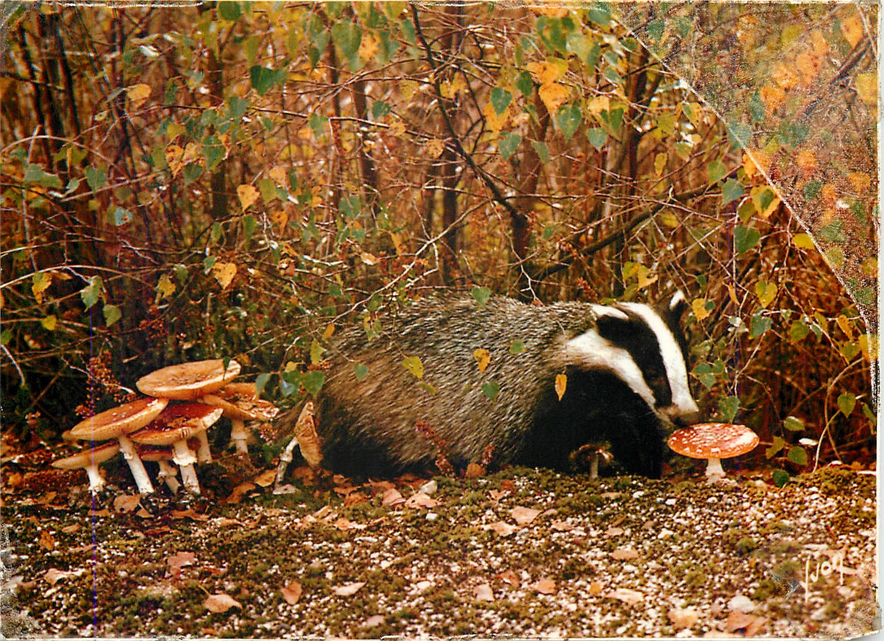 Basset dans la forêt — automne — Blaireau, série 24-132-09
