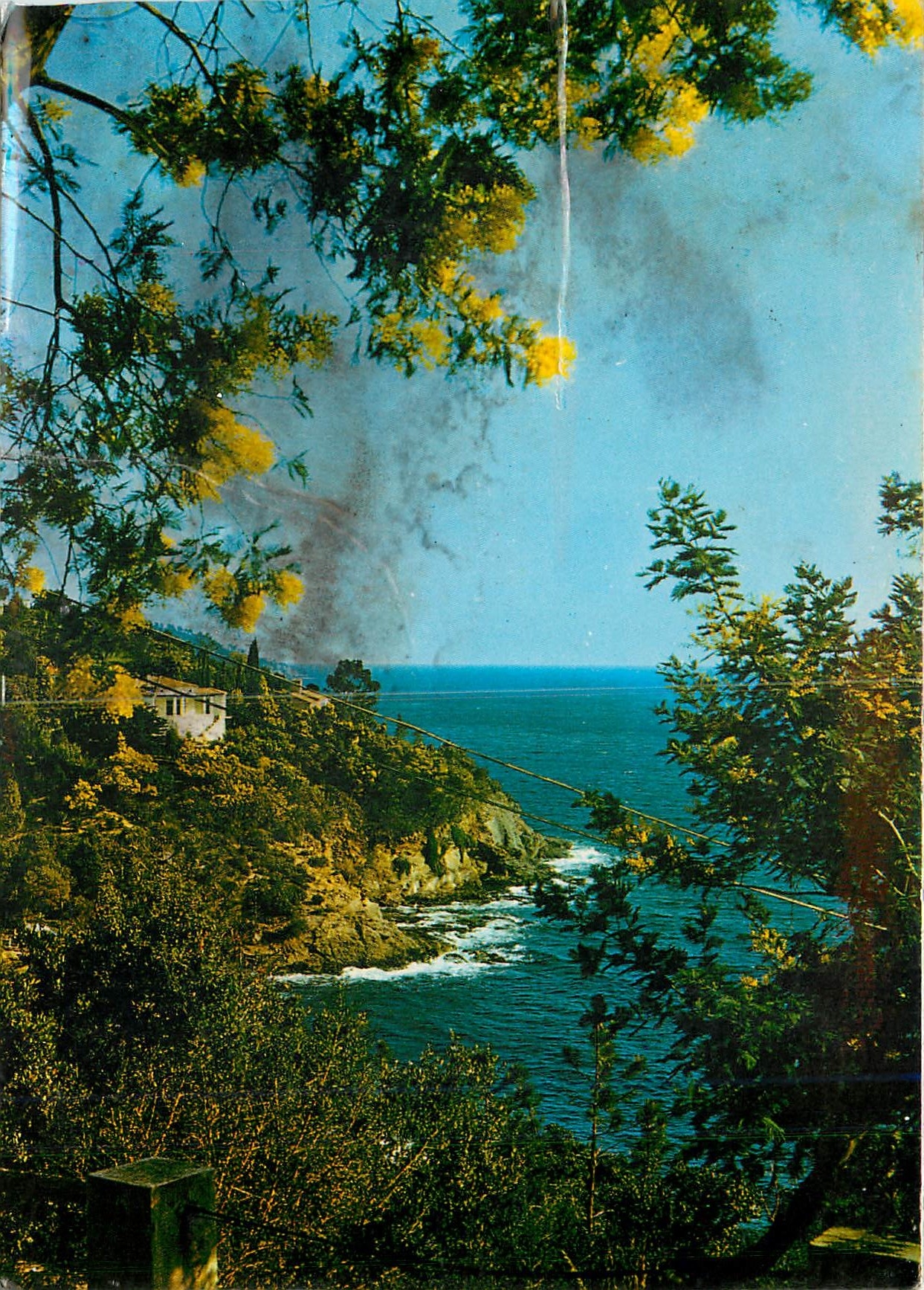 Vue de la Côte d'Azur — Mimosas dorés au bord de la mer — Éditions CPHIL