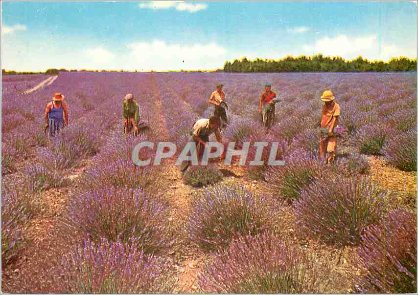 CPM Sous le Beau Ciel de Provence Coupeurs de Lavande 