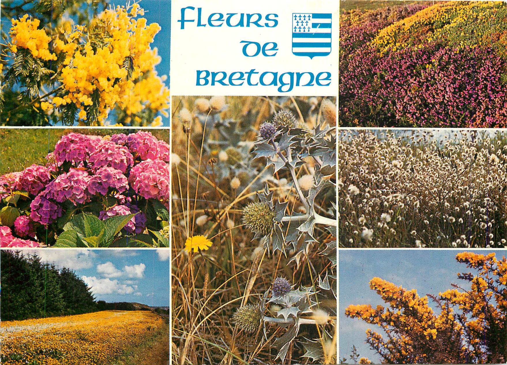 CPM Fleurs de Bretagne Mimosas hortensias chardons bruyere 