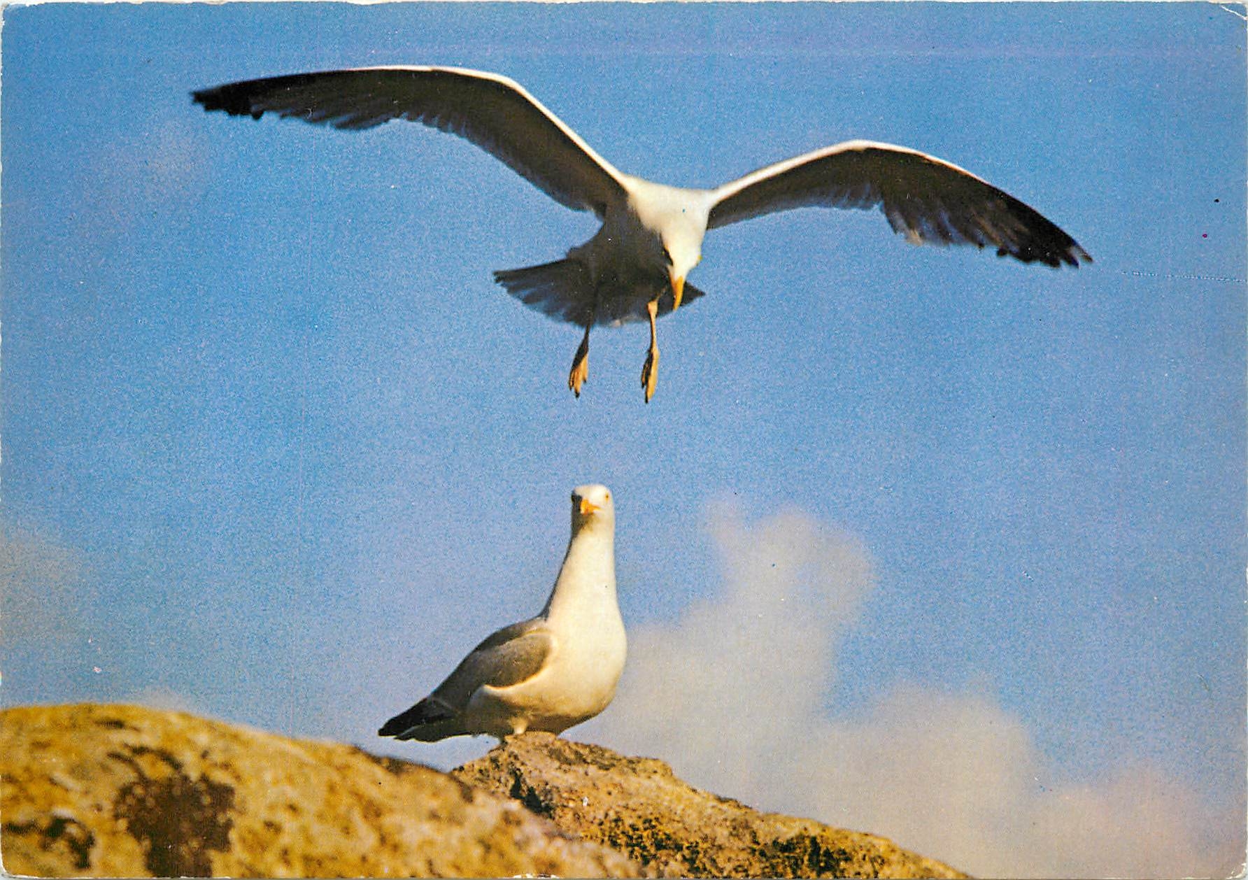 CPM En Bretagne Au large de la Cote Mouettes sur Rochers 