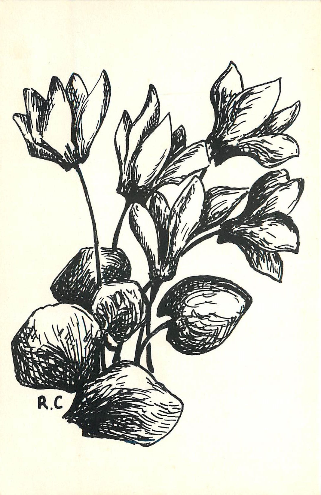 CPM Fruits