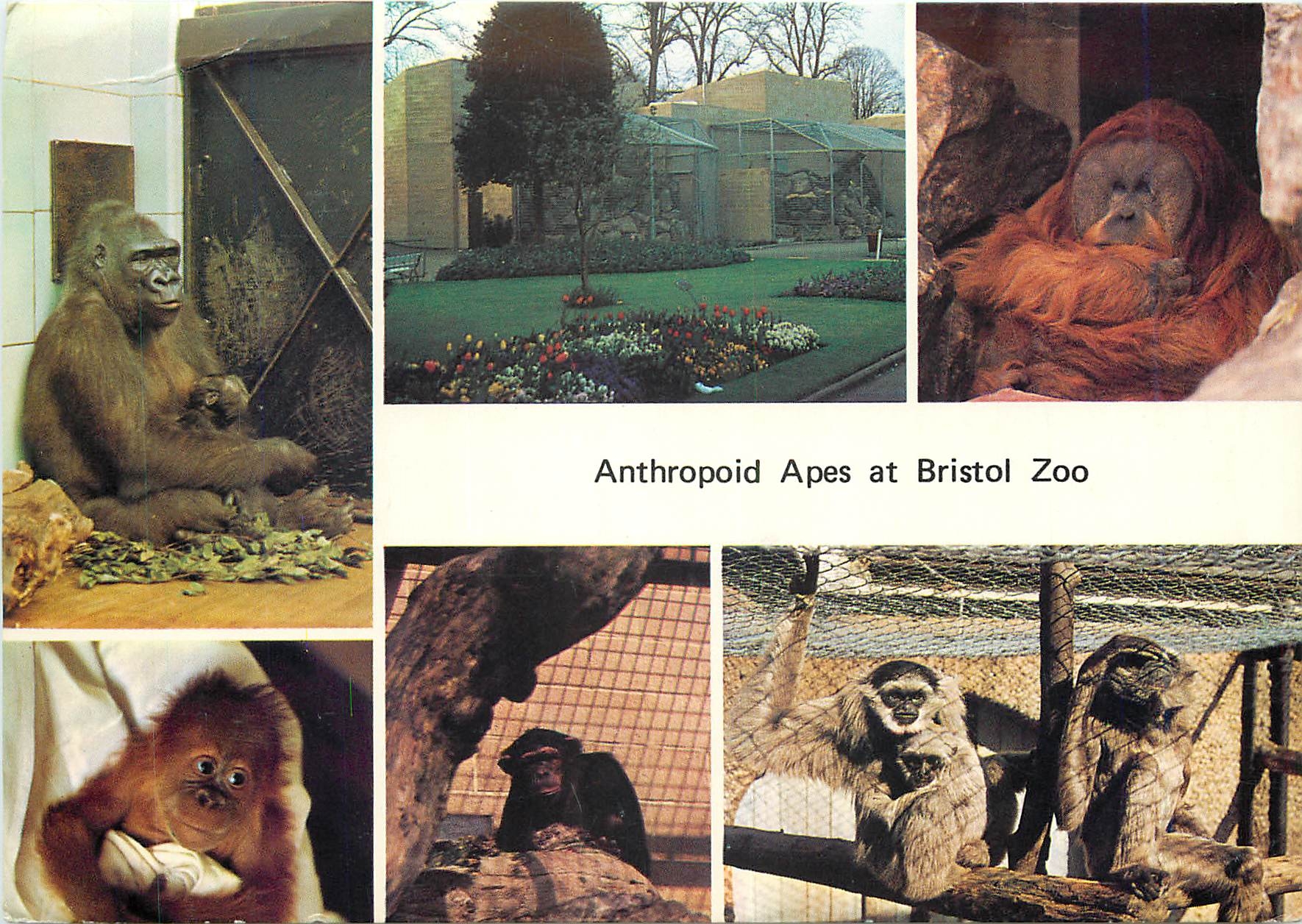 CPM Anthropoid Apes at Bristol Zoo Singe Gorille