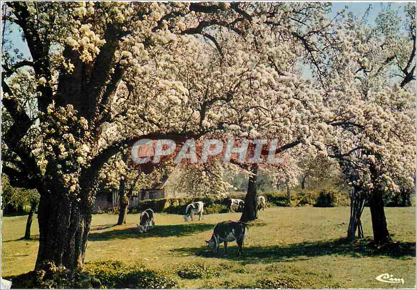 CPM Ma Normandie Pommiers en Fleurs