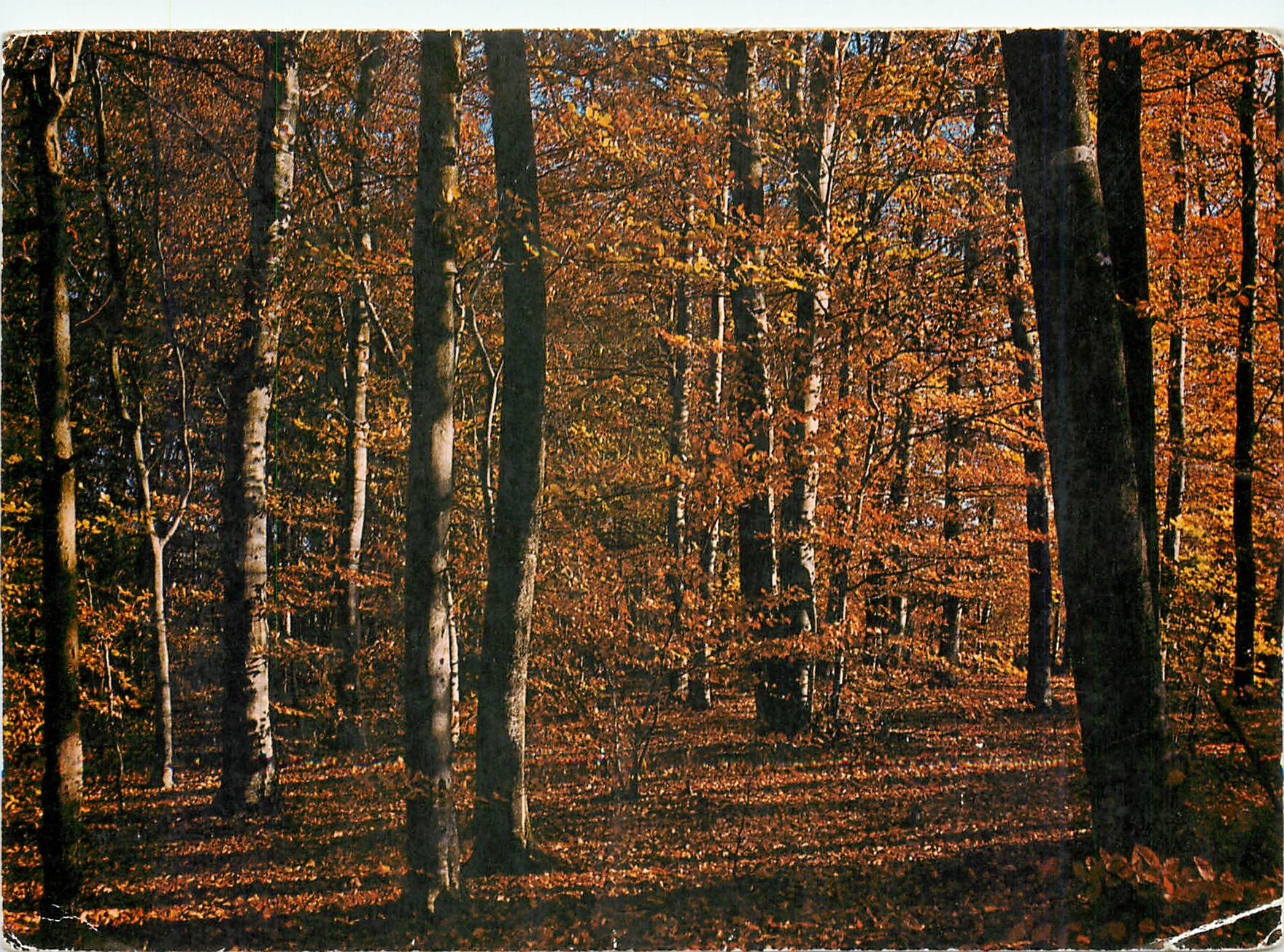 CPM Couleurs de Bretagne sous bois a l'automne