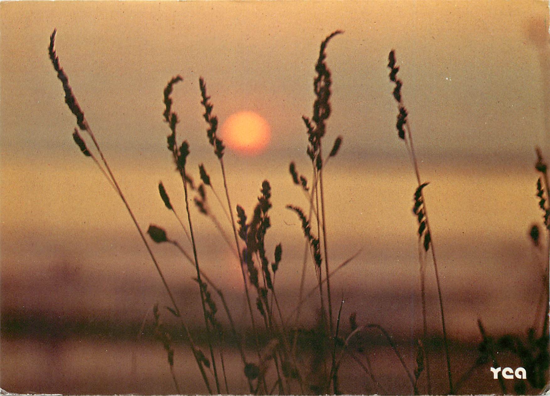 CPM La Bretagne Pittoresque Voici l'heure ou le soleil et les herbes se rejoignent (Gerard le Gouic)