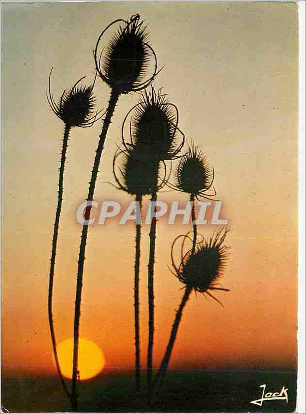 CPM Couleurs de Bretagne Fleurs des champs au soleil couchant