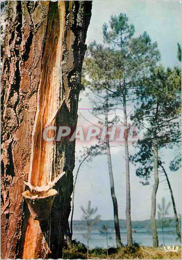 Le Pin des Landes — Éditions IRIS — n°40/115