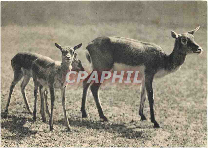 CPM Comite National de l'Enfance Avenue Francklin Rousevelt Paris (VIIIe) Un groupe de Gazelles de l