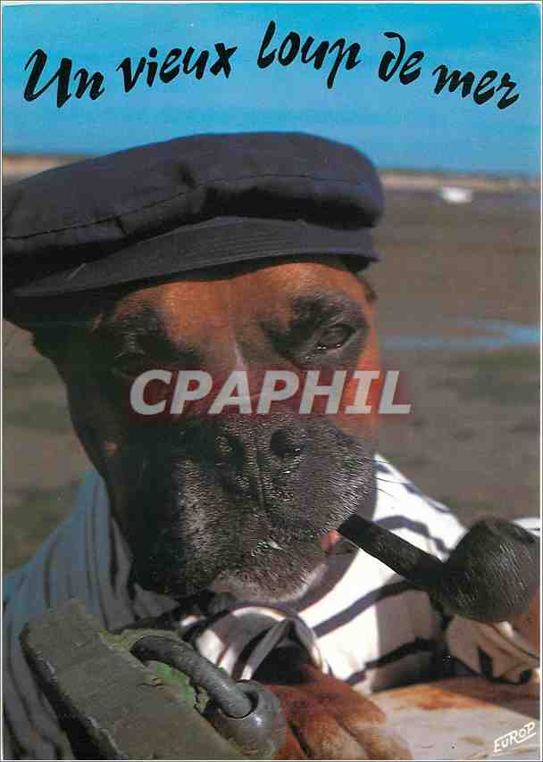 CPM Un vieux loup de mer Chien Tabac
