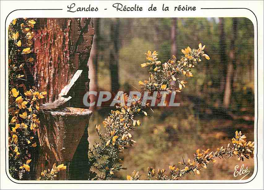 CPM La Lande La Foret landaise au printamps avec son pot de resine et ses jolis ajoncs fleuris