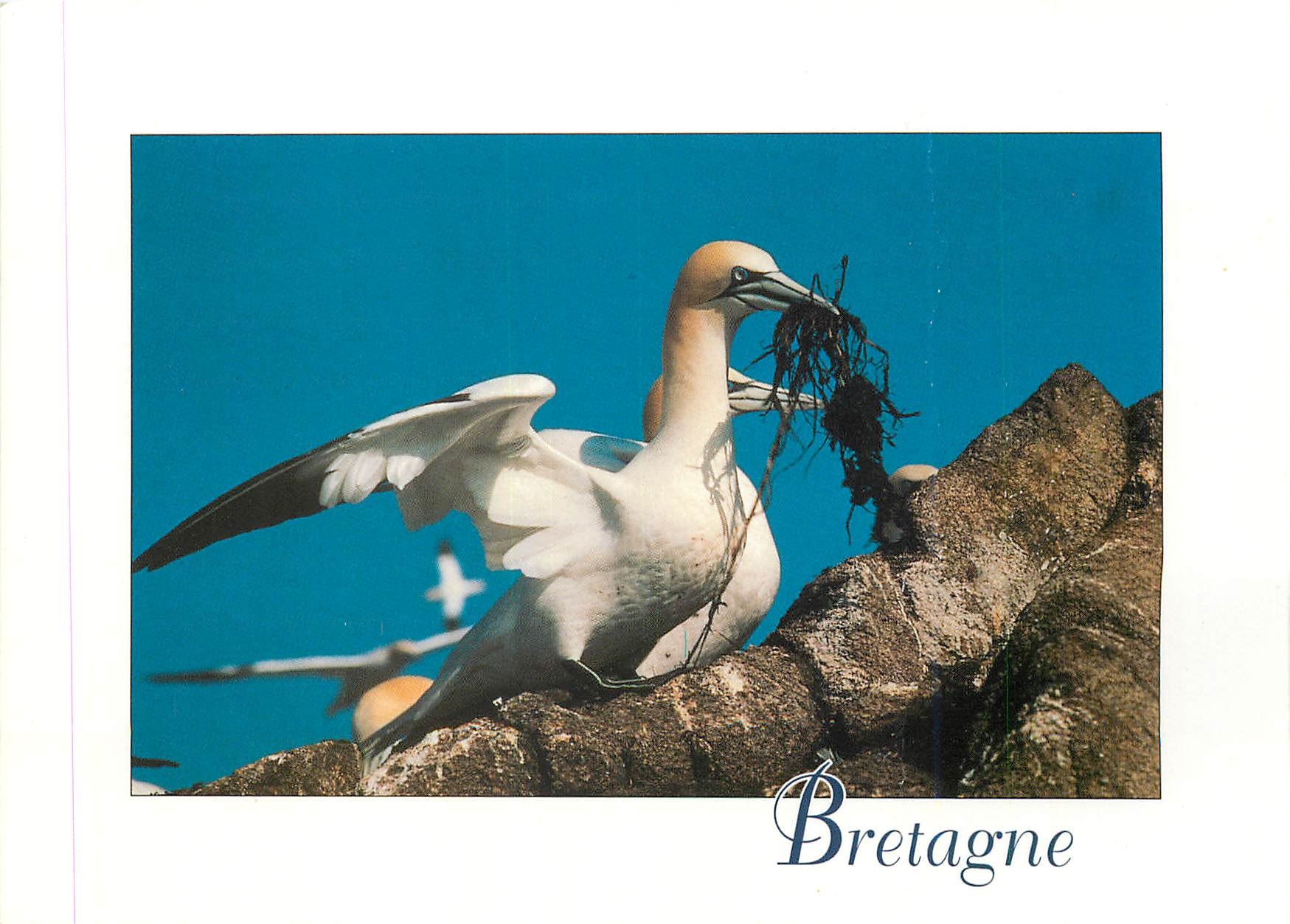 CPM Couleurs de Bretagne Fou de Bassan