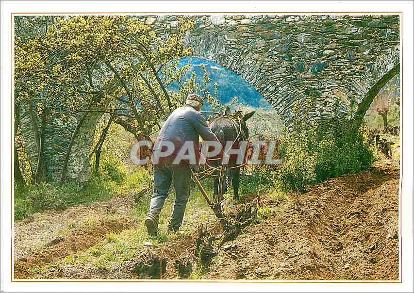 CPM Couleurs et Traditions en Languedoc Le Labour a l'ancienne