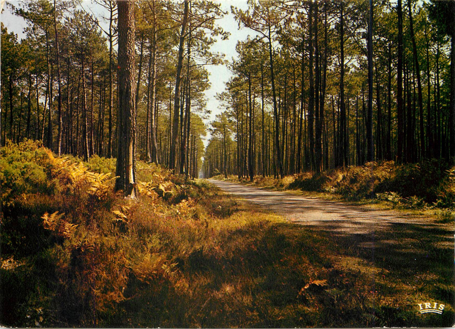 CPM Dans Nos forets de Gasgogne la pinede