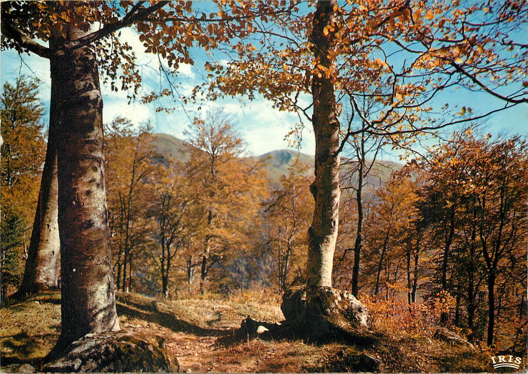 CPM Le Limousin Touristique qui n'a senti le charme de l'automne